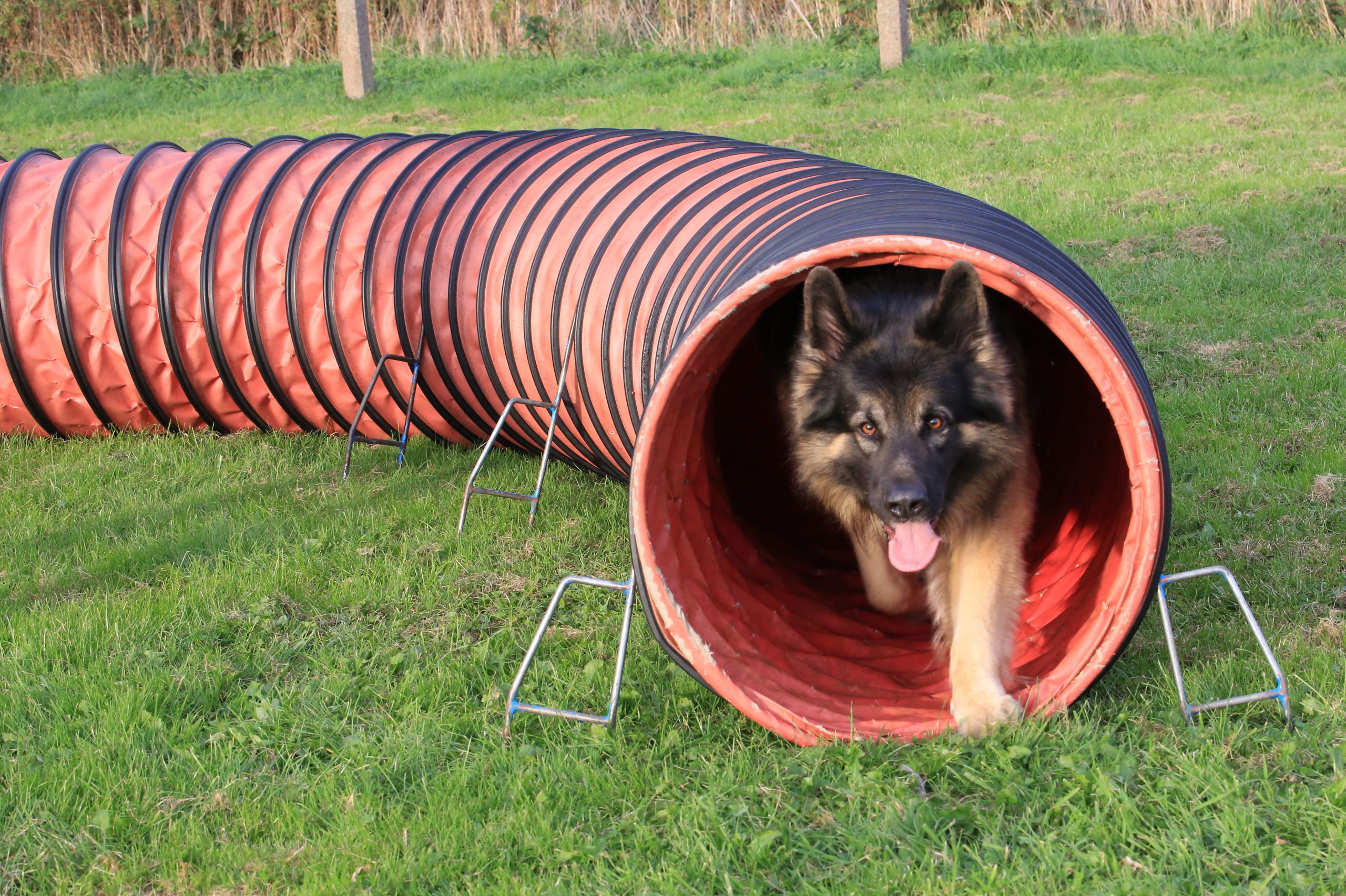 6B6A5163.JPGagility seesaw
