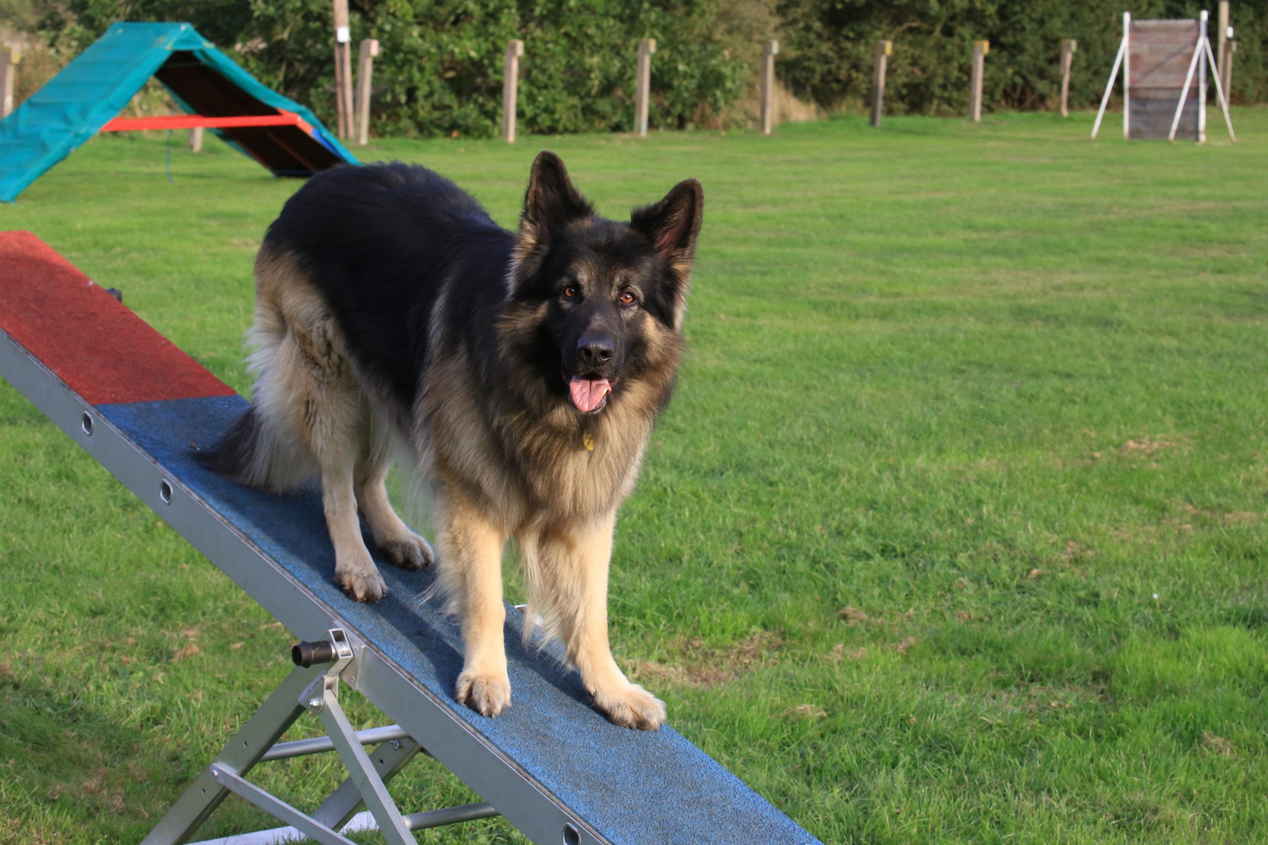 6B6A5164.JPGagility seesaw