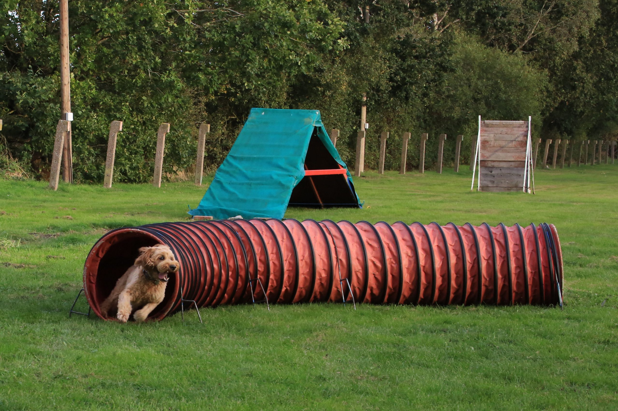 6B6A5168.JPG agility tunnel
