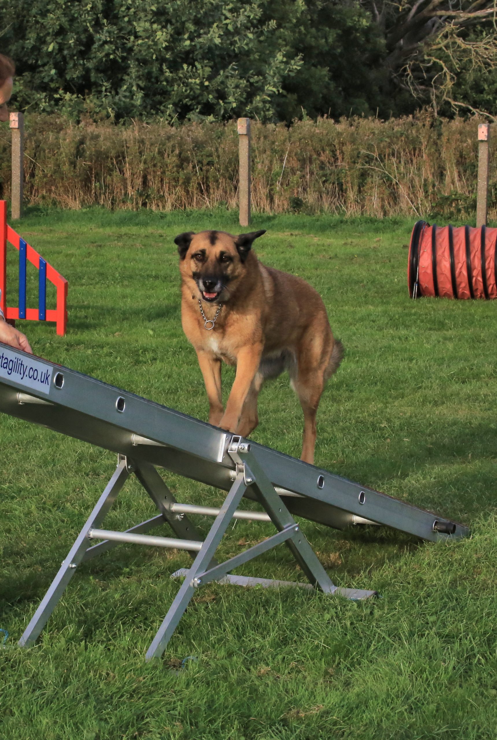 agility seesaw crop